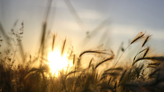 Sunrise nature fields summer