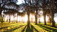 Sunrise nature forests