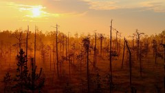 Sunrise nature forests