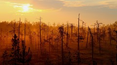 Sunrise nature forests