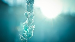 Sunrise nature glare morning natural