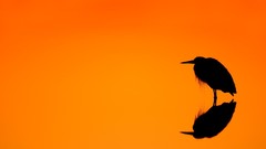 Sunrise nature gold orange Birds silhouettes