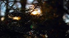 Sunrise nature sun Park lakes Castles forests