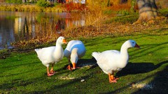 Sunrise nature sun Park lakes Castles forests