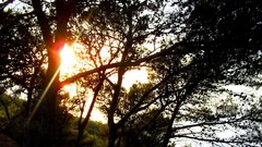 Sunrise nature Trees