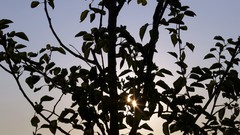 Sunrise nature Trees branches silhouettes sunlight