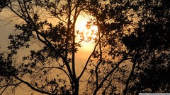 Sunrise nature Trees Malaysia mount