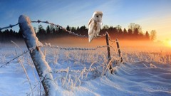 Sunrise nature winter Birds barbed wire fences Owls snow 