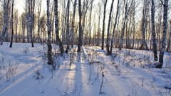 Sunrise nature winter snow