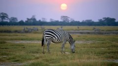 Sunrise nature zebras