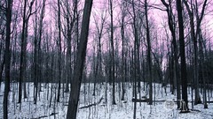 Sunrise snow morning forests