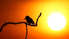 Sunrise sun branches Birds South Africa silhouettes kingfisher