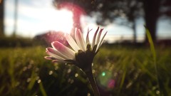 Sunrise sun Daisy skies