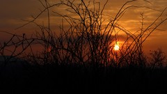 Sunrise sun morning skies forests