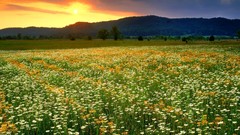 Sunrise sunset Flowers nature Mountains