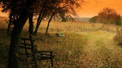 Sunrise sunset nature Trees