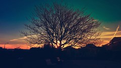 Sunrise sunset Trees bench Parks