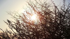 Sunrise sunset Trees yellow sun blue red orange colors 