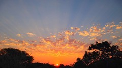 Sunrise sunset Trees yellow sun blue red orange colors 