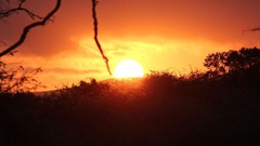 Sunrise sunset Trees yellow sun blue red orange colors 