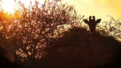 Sunrise sunset Trees yellow sun blue red orange Giraffes colors 
