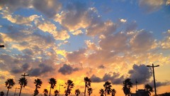 Sunrise sunset Trees yellow sun blue red orange palm trees 