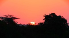 Sunrise sunset Trees yellow sun blue red pink orange colors 
