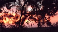 Sunrise Trees clouds skies