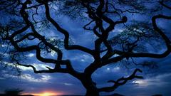 Sunrise Trees dark silhouettes