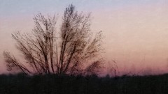 Sunrise Trees Photo manipulation