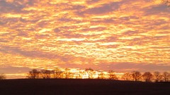 Sunrise Trees Poland
