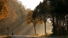 Sunrise Trees roads