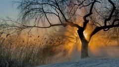 Sunrise Trees snow