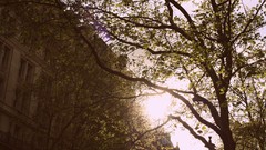 Sunrise Trees sun London sunny houses streets skyscapes 