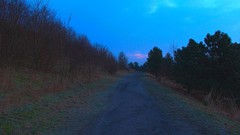 Sunrise Trees sun morning roads paths skies forests