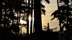 Sunrise Trees sun Plants germany skies forests