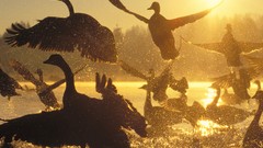 Sunrise water Birds Canada silhouettes geese canadian geese