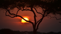 Sunset Africa