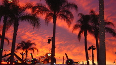 Sunset airplanes palm trees