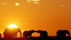 Sunset Animals Africa silhouettes elephants Kenya mara