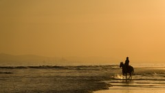 Sunset Animals Beaches horseback riding sea shorelines