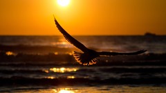 Sunset Animals Birds