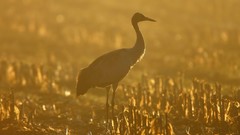 Sunset Animals Birds