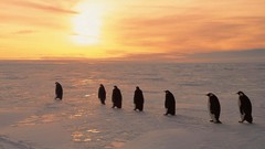 Sunset Animals Birds Penguins snow landscapes