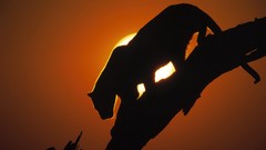 Sunset Animals branches Africa Leopards silhouettes