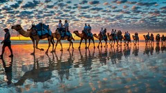 Sunset Animals clouds Camels Beaches reflections