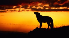 Sunset Animals clouds Wolves silhouettes