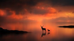 Sunset Animals deer fawn silhouettes mist