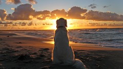 Sunset Animals Dogs Beaches