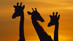 Sunset Animals Giraffes neck silhouettes